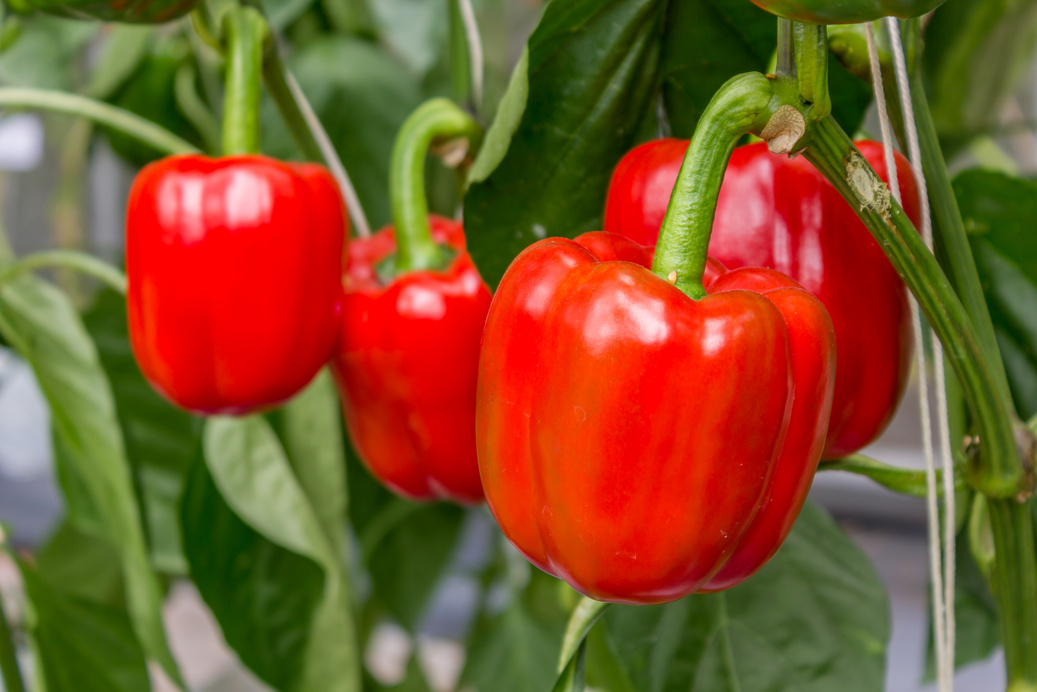 paprika