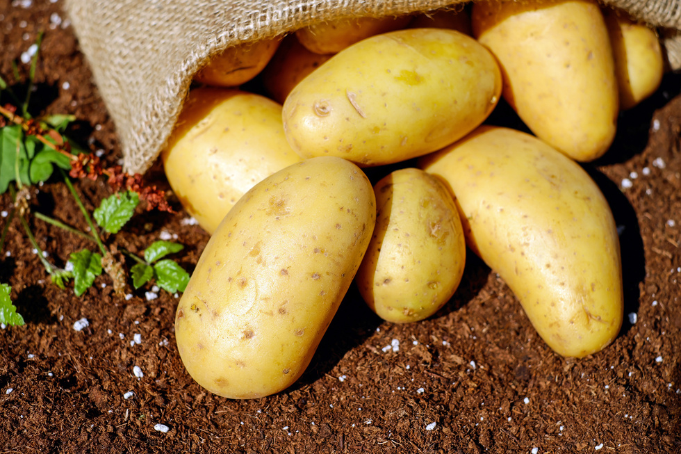 Potatoes on the Soil