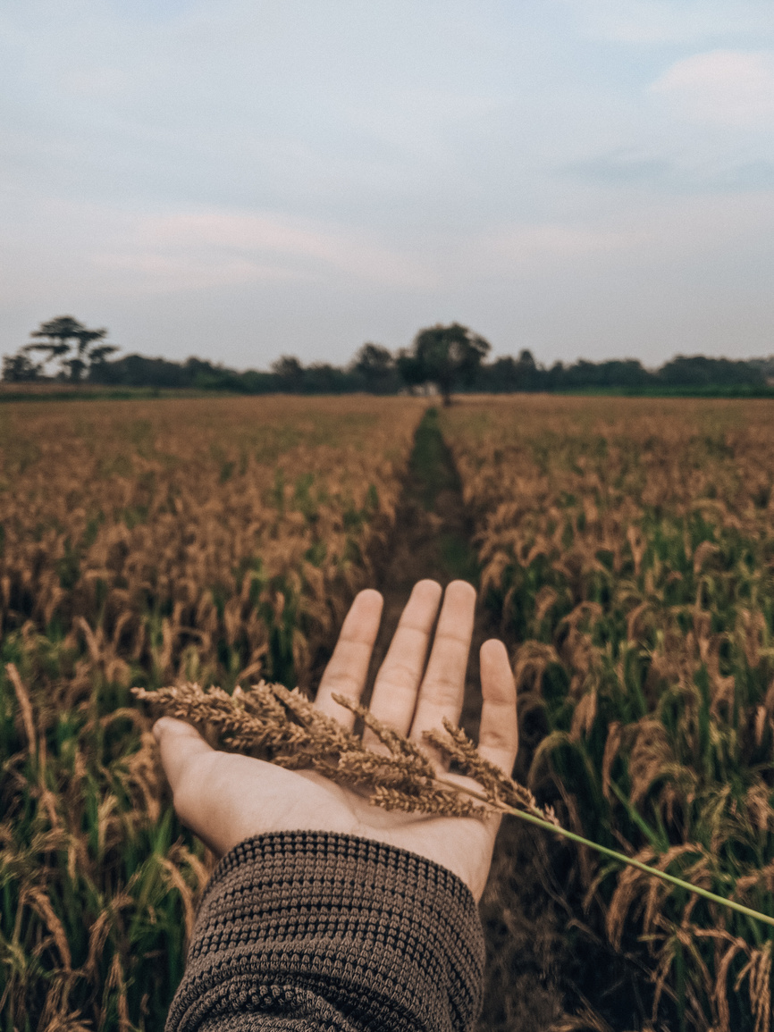 Anonymous farmer in agricultural field with Echinochloa crus galli grass in hand