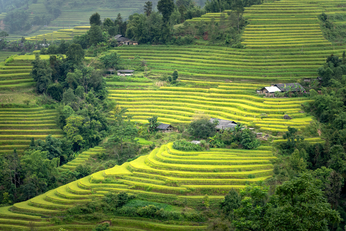 Huts Scattered Among Rice Fields