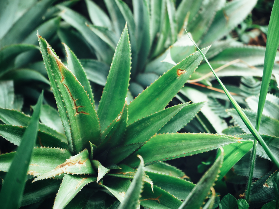 Pineapple leaves